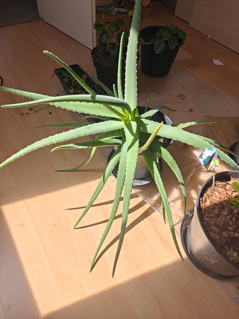 Grote Aloë Vera plant - Ideaal voor thuisgebruik, Volle zon, Vaste plant, Bloeit niet, Ophalen