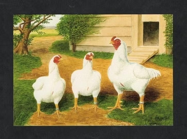 Pluimvee Kippen Indisch Vechthoen Boerderij, Van Gink, Ophalen of Verzenden, 1980 tot heden, Ongelopen, Vogel