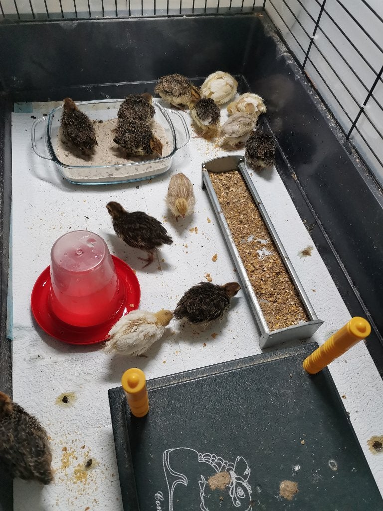 Japanse celadon kwartel kuikens, Dieren en Toebehoren, Geslacht onbekend, Overige soorten