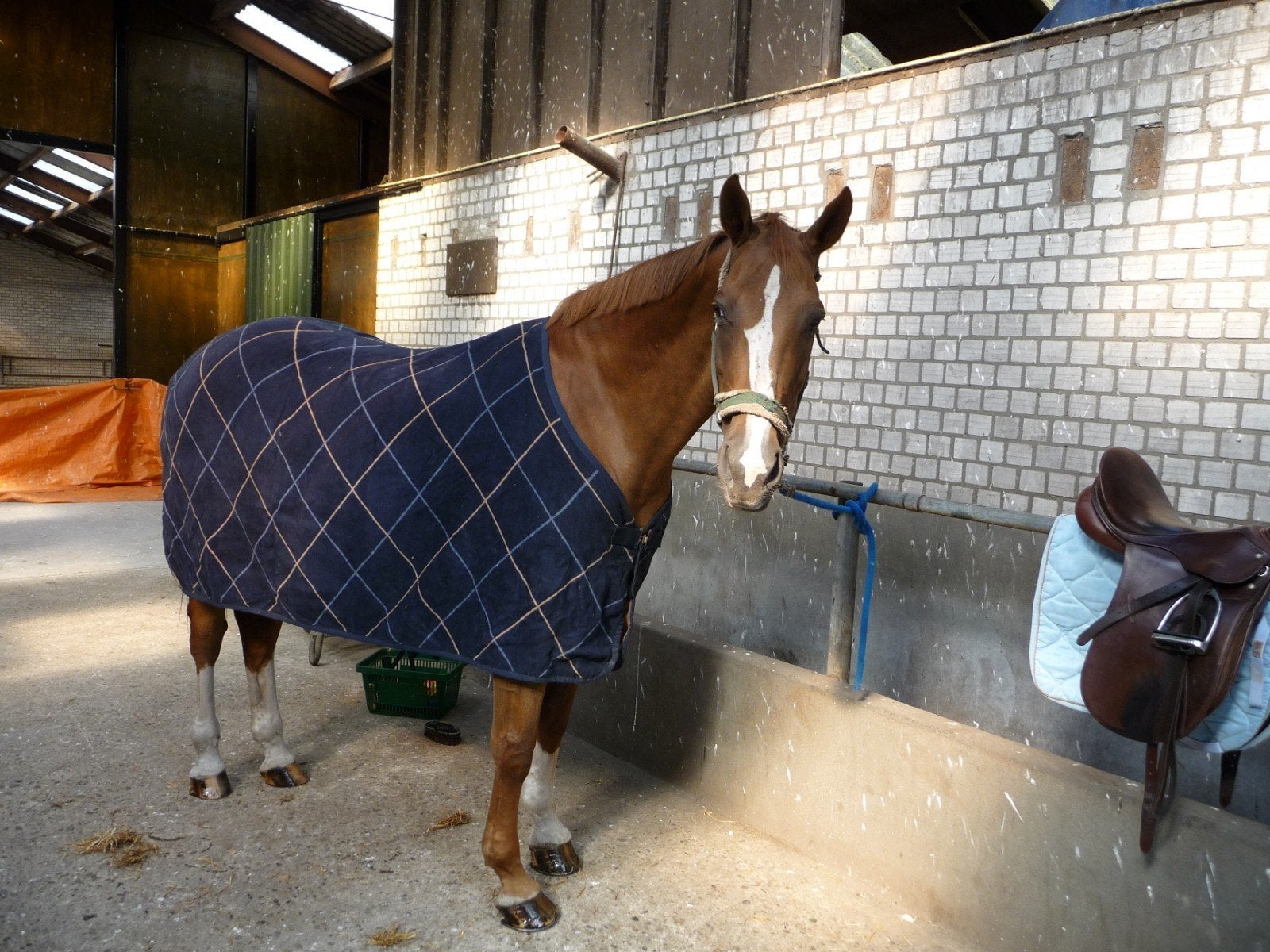 Paarden zweetdeken, Ophalen of Verzenden, Zo goed als nieuw