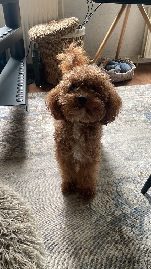 Maltipoo ‘Max’, 1 tot 2 jaar, CDV (hondenziekte), Eén hond, Nederland