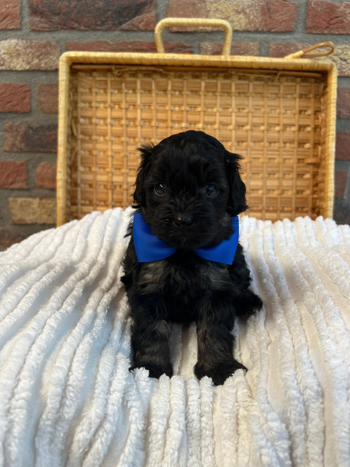 Lieve Boompoo Puppy’s, Dieren en Toebehoren, Parvo, Overige rassen, 8 tot 15 weken, Meerdere
