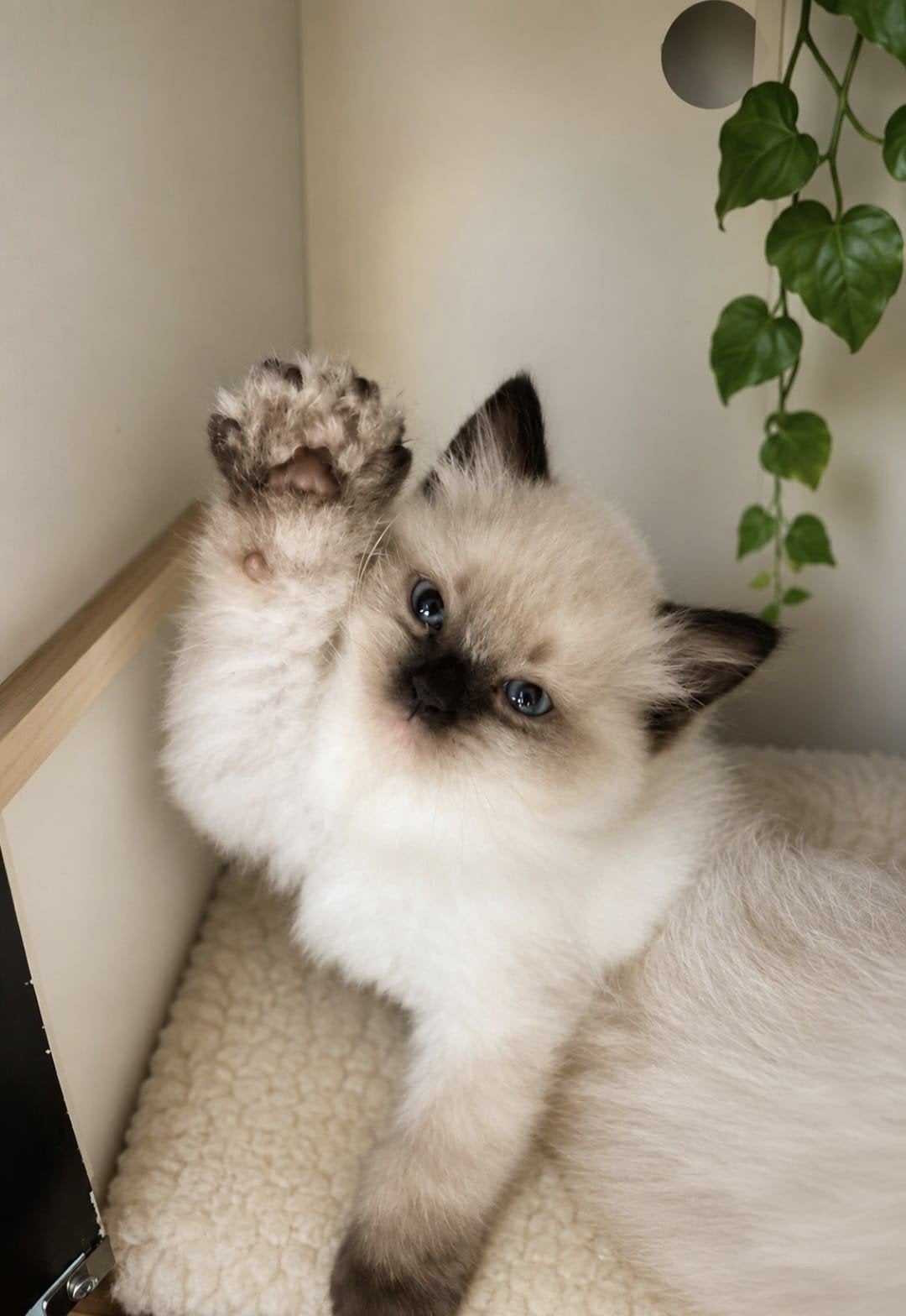 Ragdoll kitten, Dieren en Toebehoren, Katten en Kittens | Raskatten | Langhaar, Kater