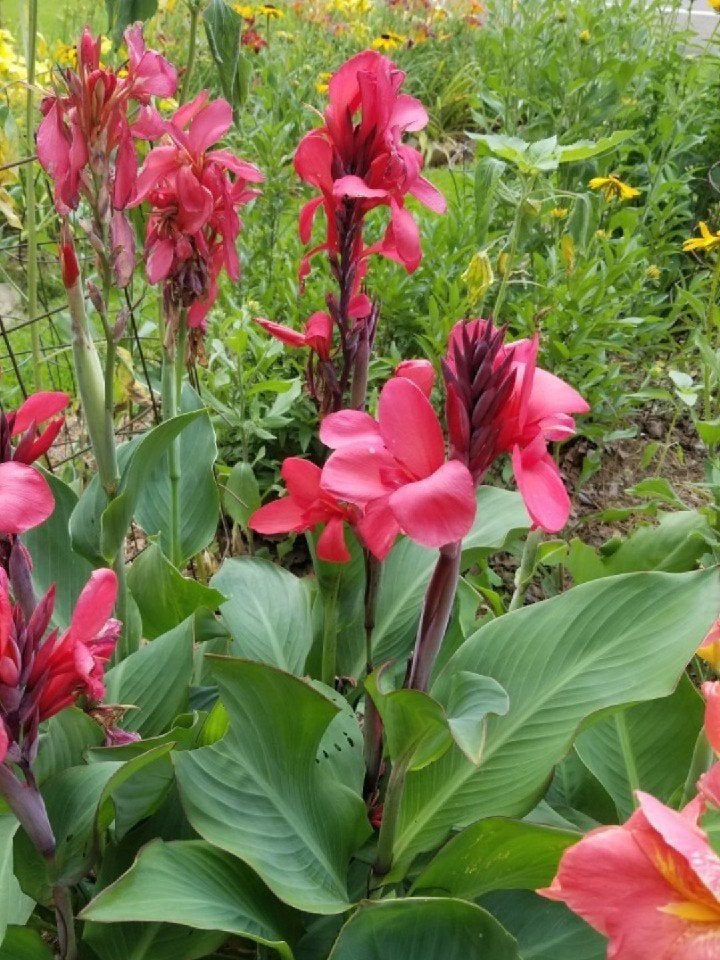 25 zaden canna indica rood/roze, Ophalen of Verzenden, Voorjaar, Volle zon, Zaad