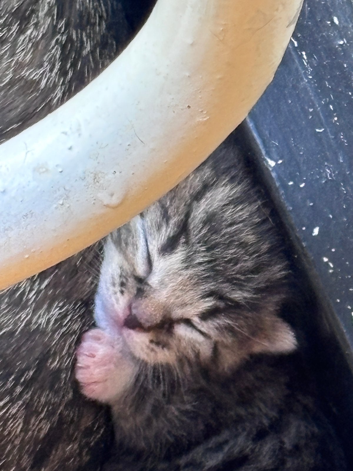 2 kitten meisjes, Dieren en Toebehoren, Katten en Kittens | Overige Katten, Poes
