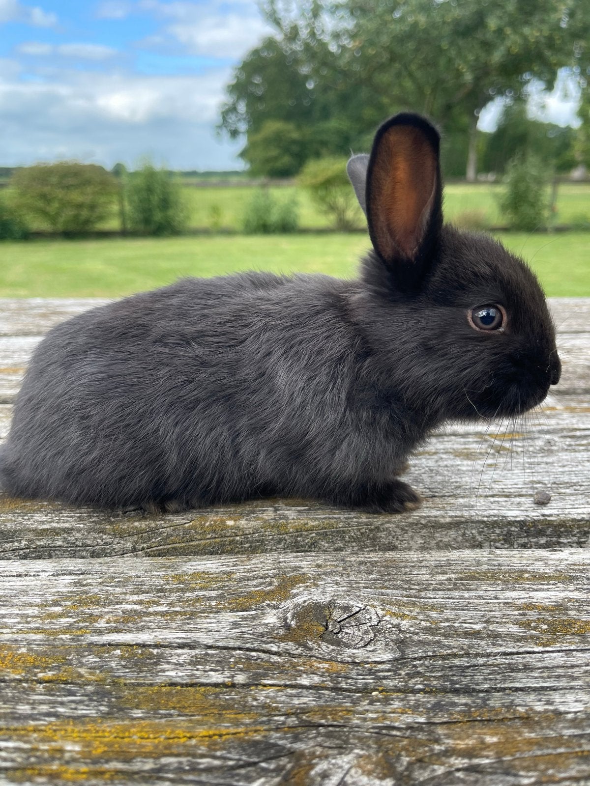 Jonge lotharinger, Dieren en Toebehoren, Vrouwelijk, Middelgroot