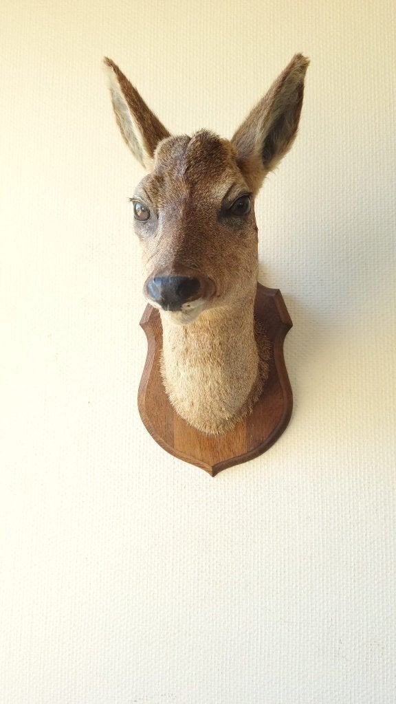 Taxidermie Opgezette Reeënkop met afgevallen gewei, Verzamelen, Ophalen of Verzenden, Gebruikt, Hert, Gewei of Kop