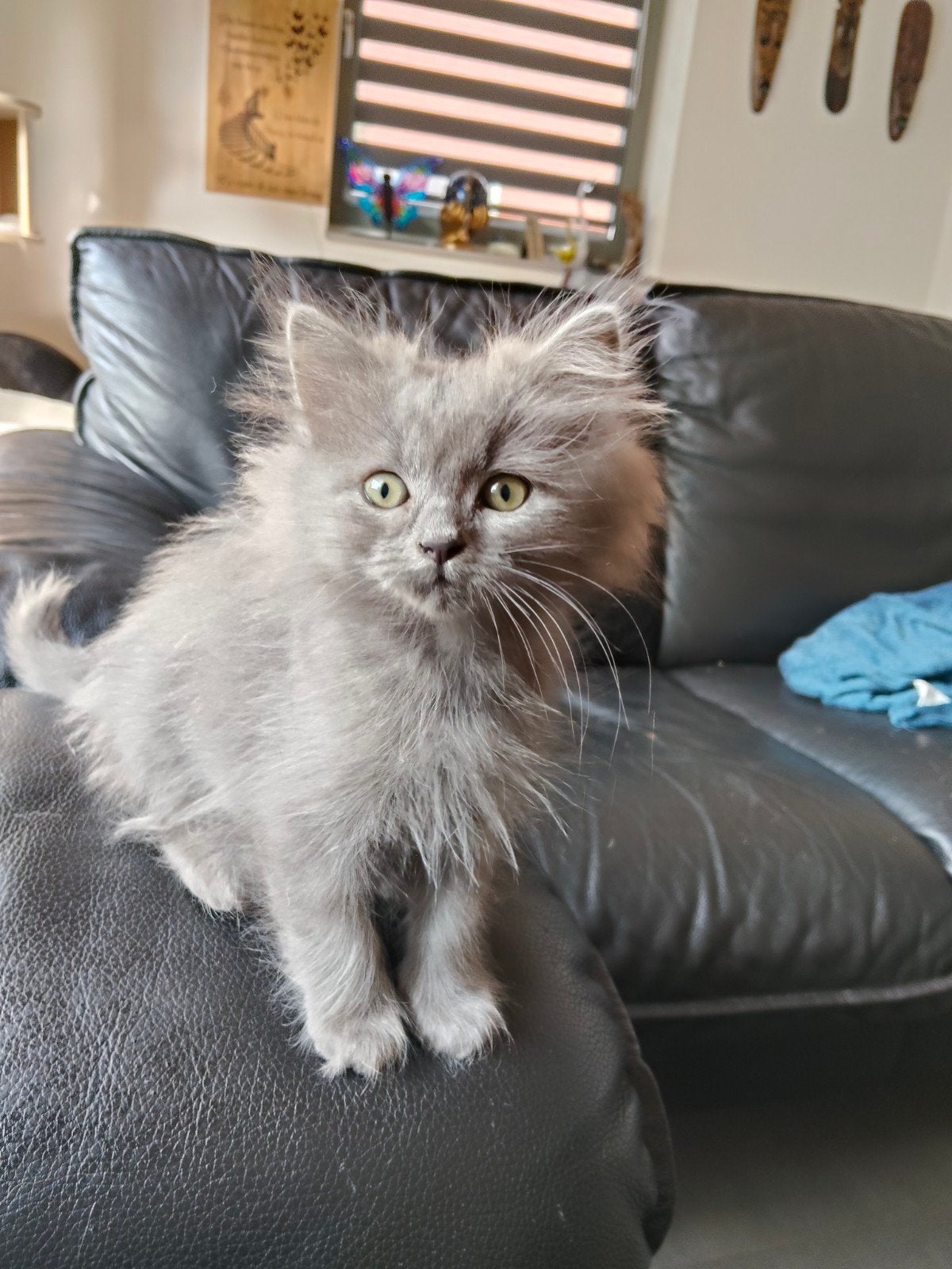 kruising Ragdoll Britse korthaar, Dieren en Toebehoren, Kater, Gechipt, 0 tot 2 jaar