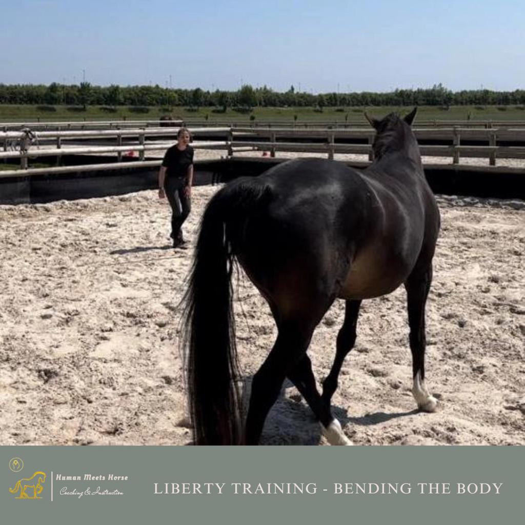 Les in Natural Horsemanship & Liberty, Diensten en Vakmensen, Dieren | Paarden | Verzorging, Oppas en Les, Paardrijles of Ponykampen