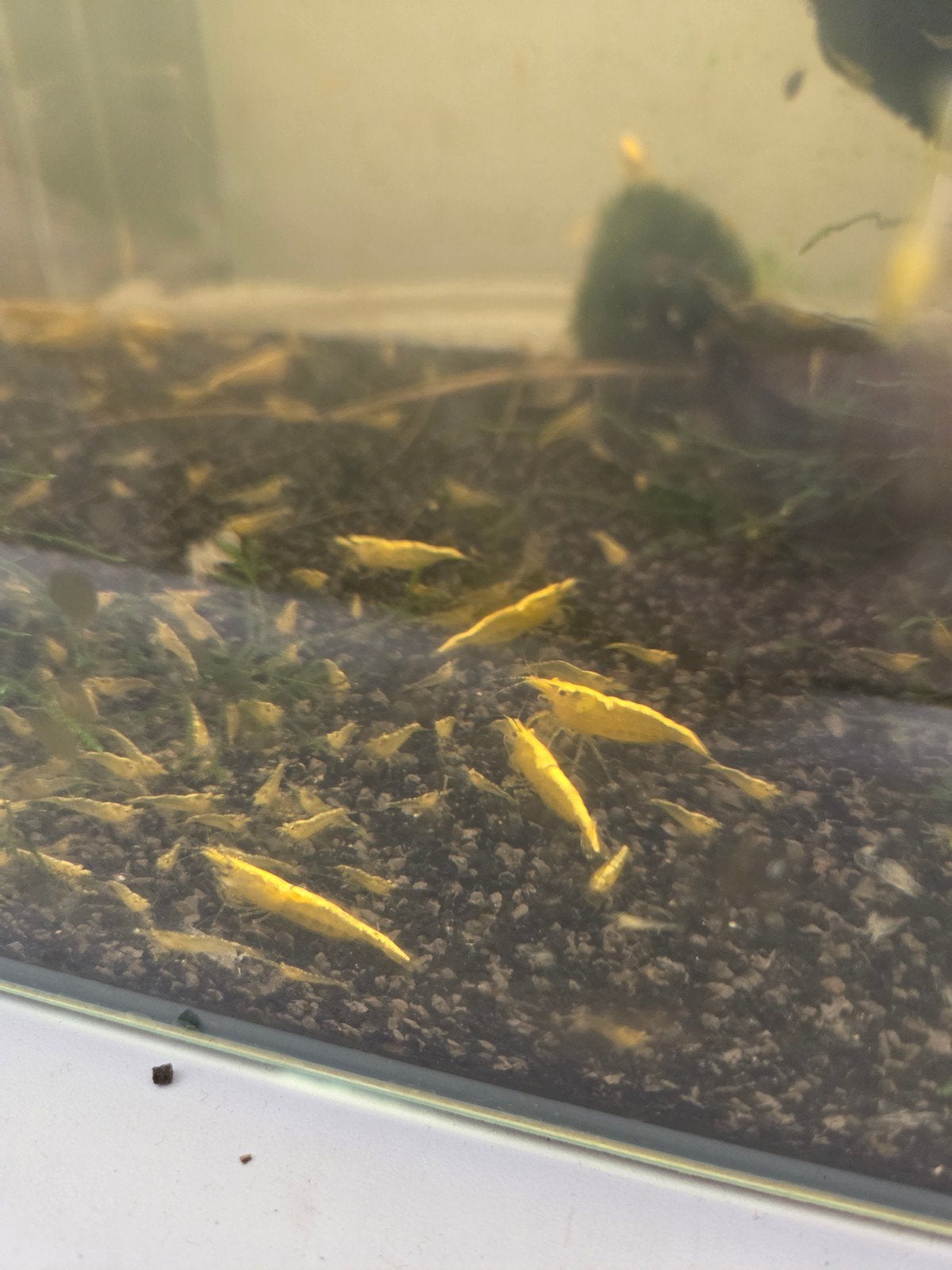 Garnalen zelfsamenstellen kan, Dieren en Toebehoren, Vissen | Aquariumvissen, Kreeft, Krab of Garnaal