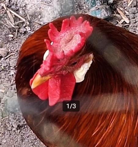 GEVRAAGD Bekerkam hoen(ders), Meerdere dieren, Kip