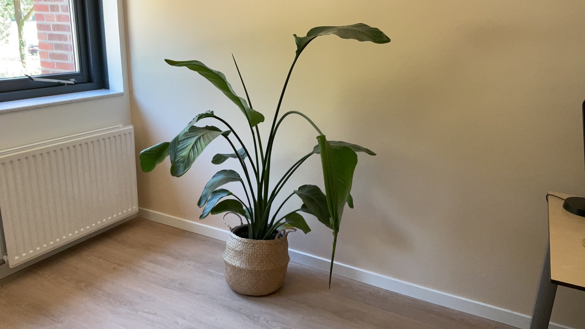 Strelitzia kamerplant, Huis en Inrichting, Ophalen, 100 tot 150 cm, In pot, Volle zon
