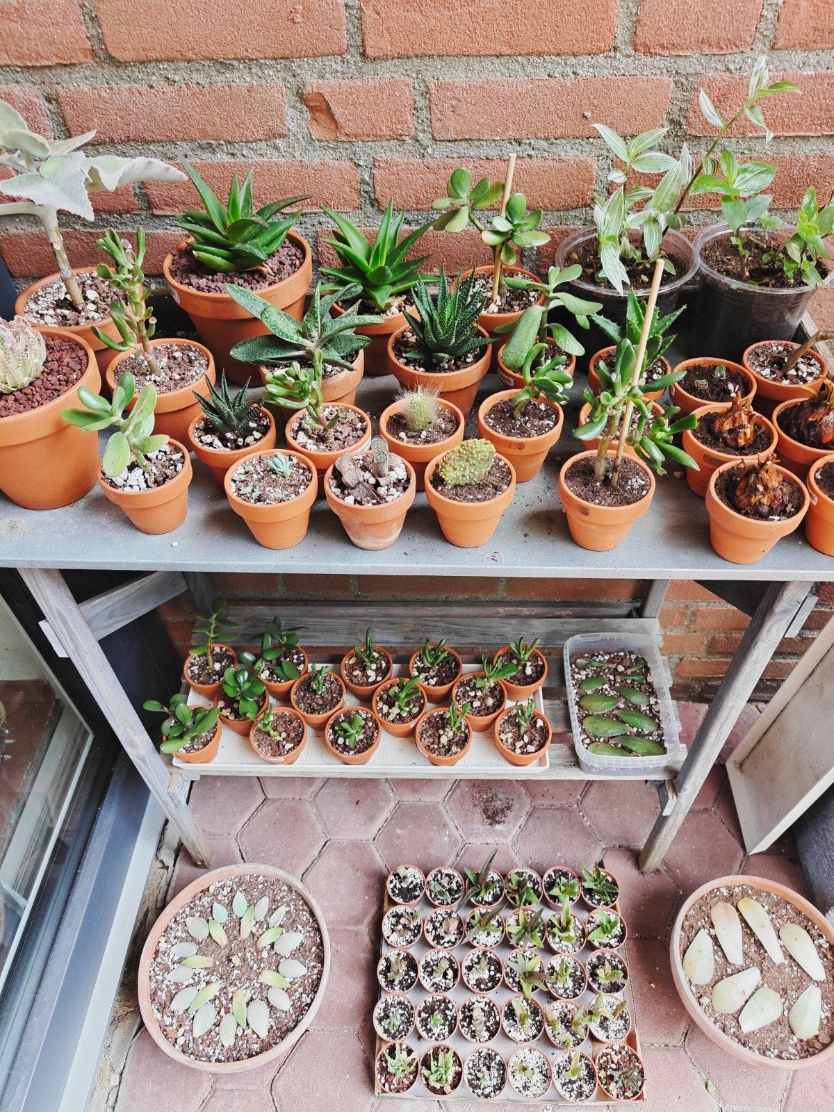 kleine vetplantjes en gewortelde stekjes epipremnums, Ophalen, Overige soorten, Volle zon