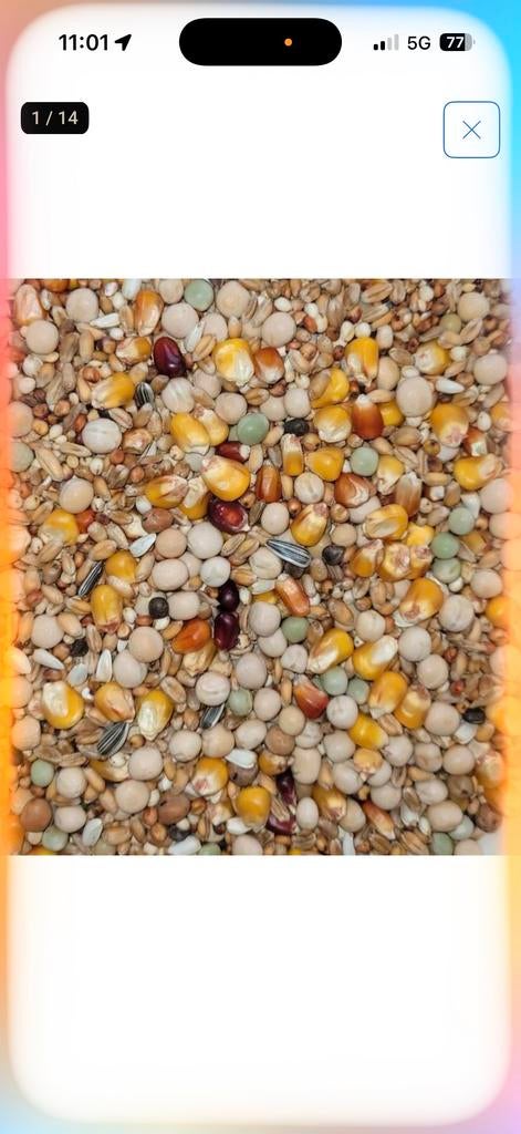 Paloma 5 Zakken van 20kg €70, Vrouwelijk