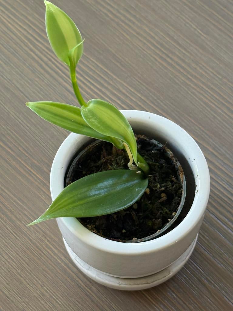 Vanilla planifolia 'Aurea' Variegated - Vanille Orchidee, Vaste plant, Ophalen of Verzenden, Bloeit niet, Halfschaduw