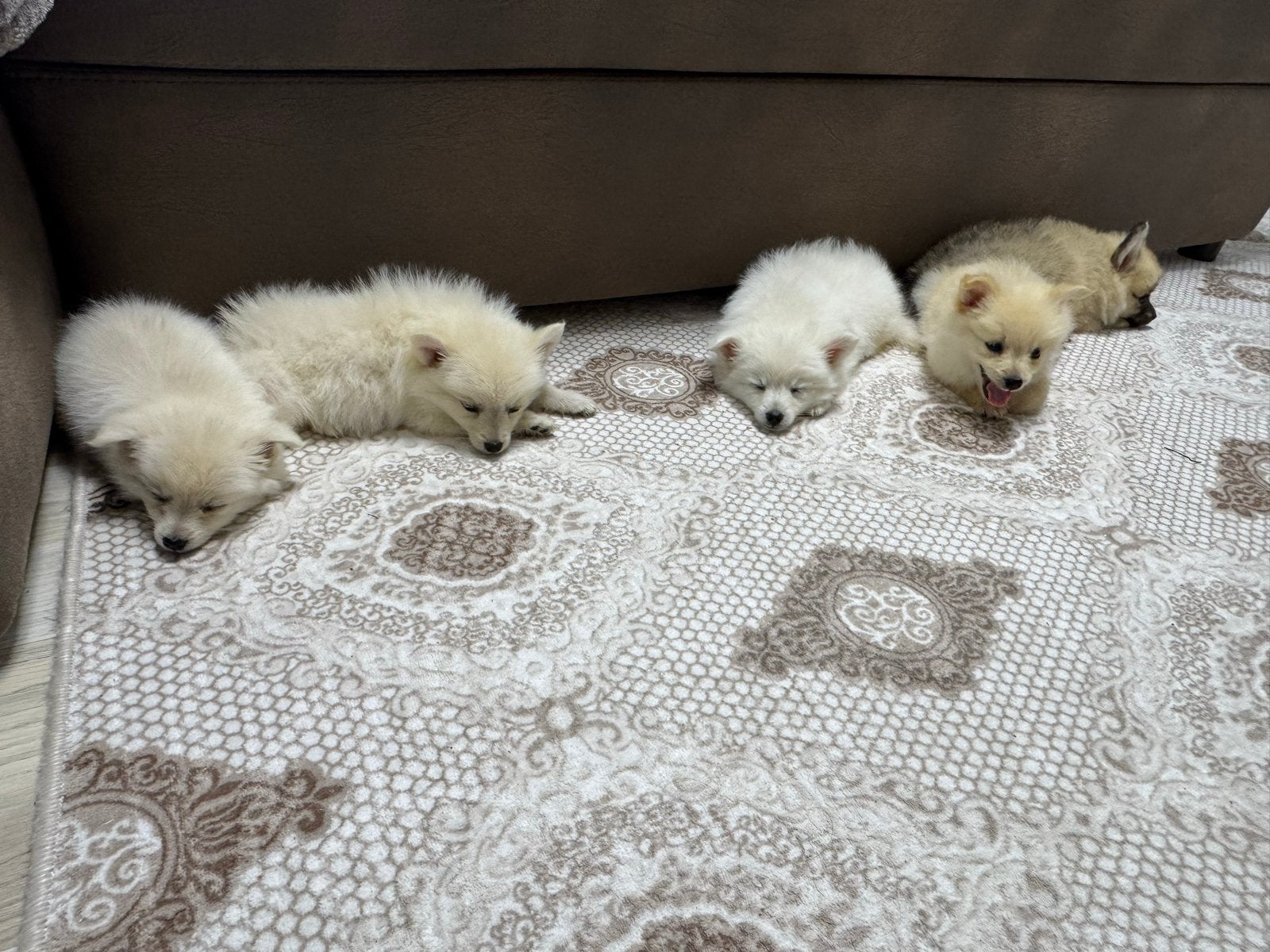 Pomeriaan / Dwergkees pups te koop, 15 weken tot 1 jaar, CDV (hondenziekte), Meerdere dieren, Eén hond