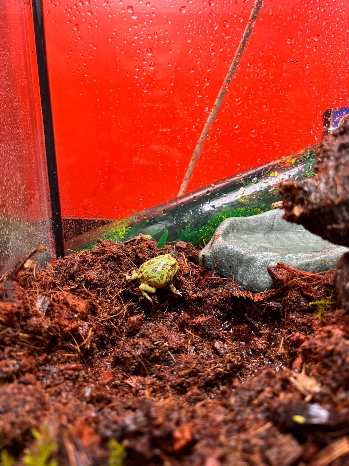 Hoornkikker Frog photo 2