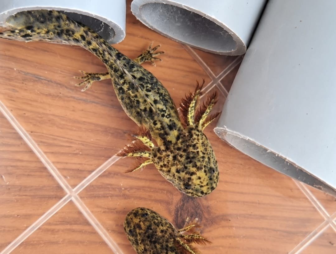 Knappe jonge axolotls beschikbaar Melanoid en Wild, Dieren en Toebehoren, Amfibie, 0 tot 2 jaar