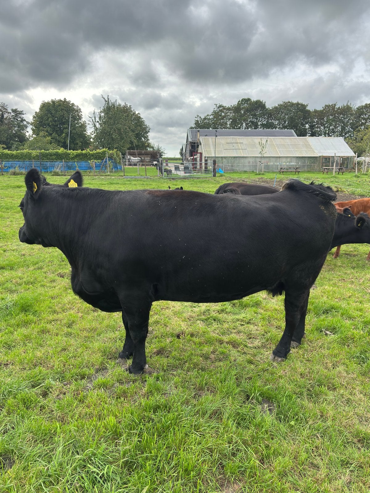 Black angus koe zuiver, Mannelijk
