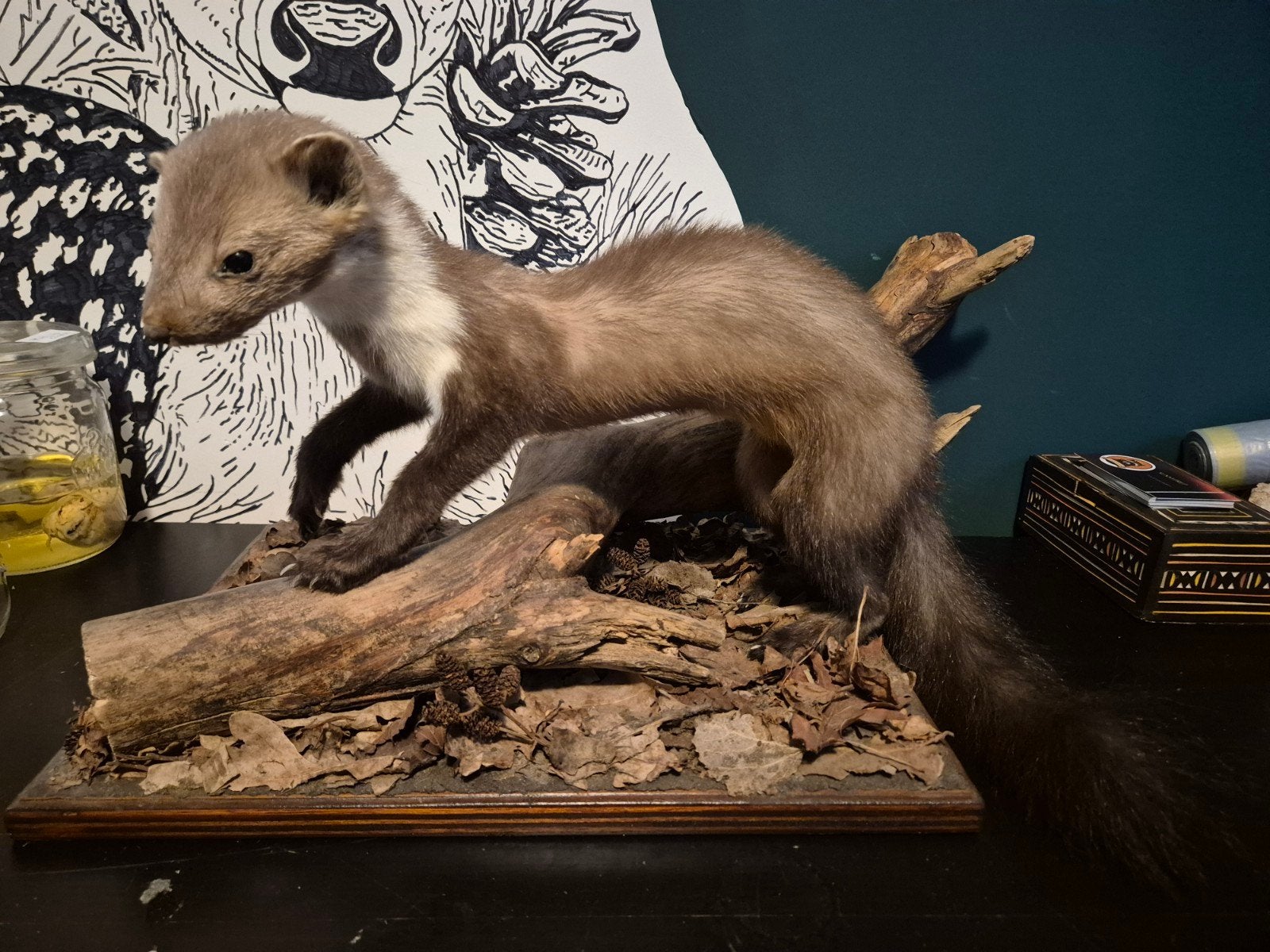 Te koop: steenmarter met leuke leefomgeving, Verzamelen, Dierenverzamelingen, Ophalen of Verzenden, Nieuw, Wild dier, Opgezet dier