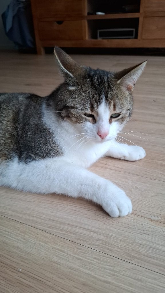 Kater Vermist Bollenstreek, Kat