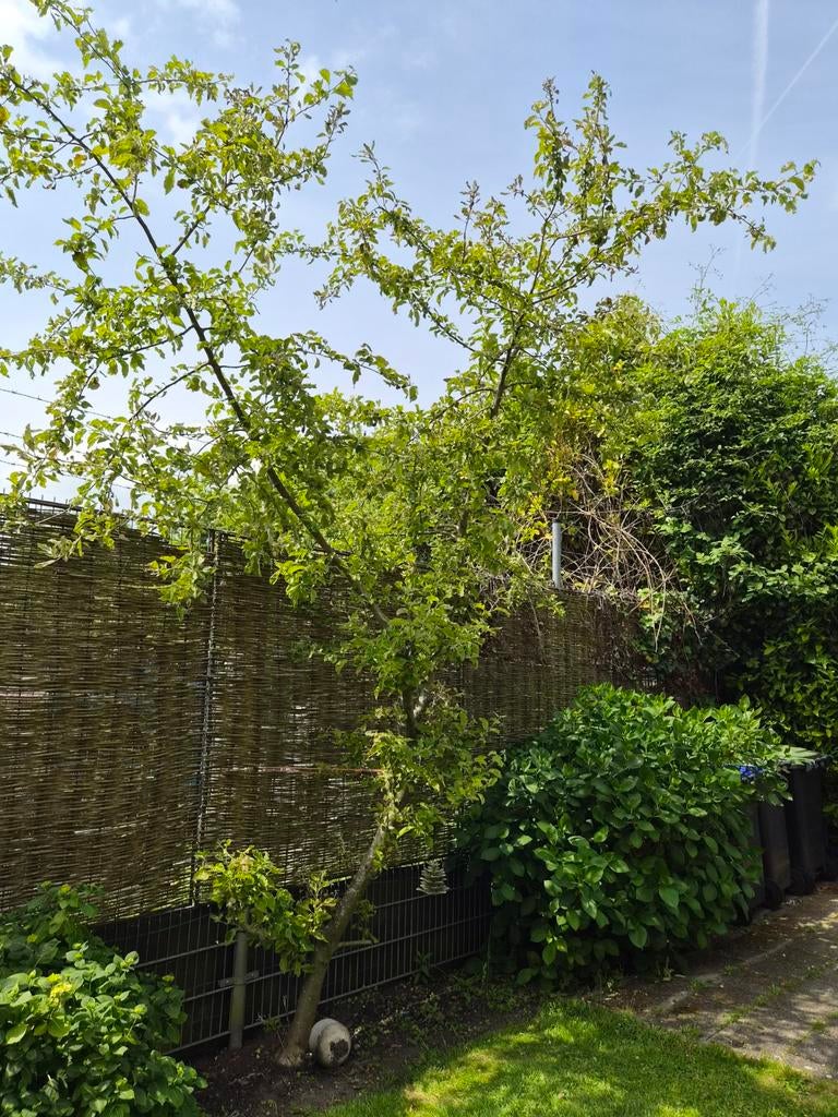 Appelboom - Zelf uit de grond halen, Tuin en Terras, Planten | Bomen, Overige soorten, Lente, 250 tot 400 cm, Ophalen