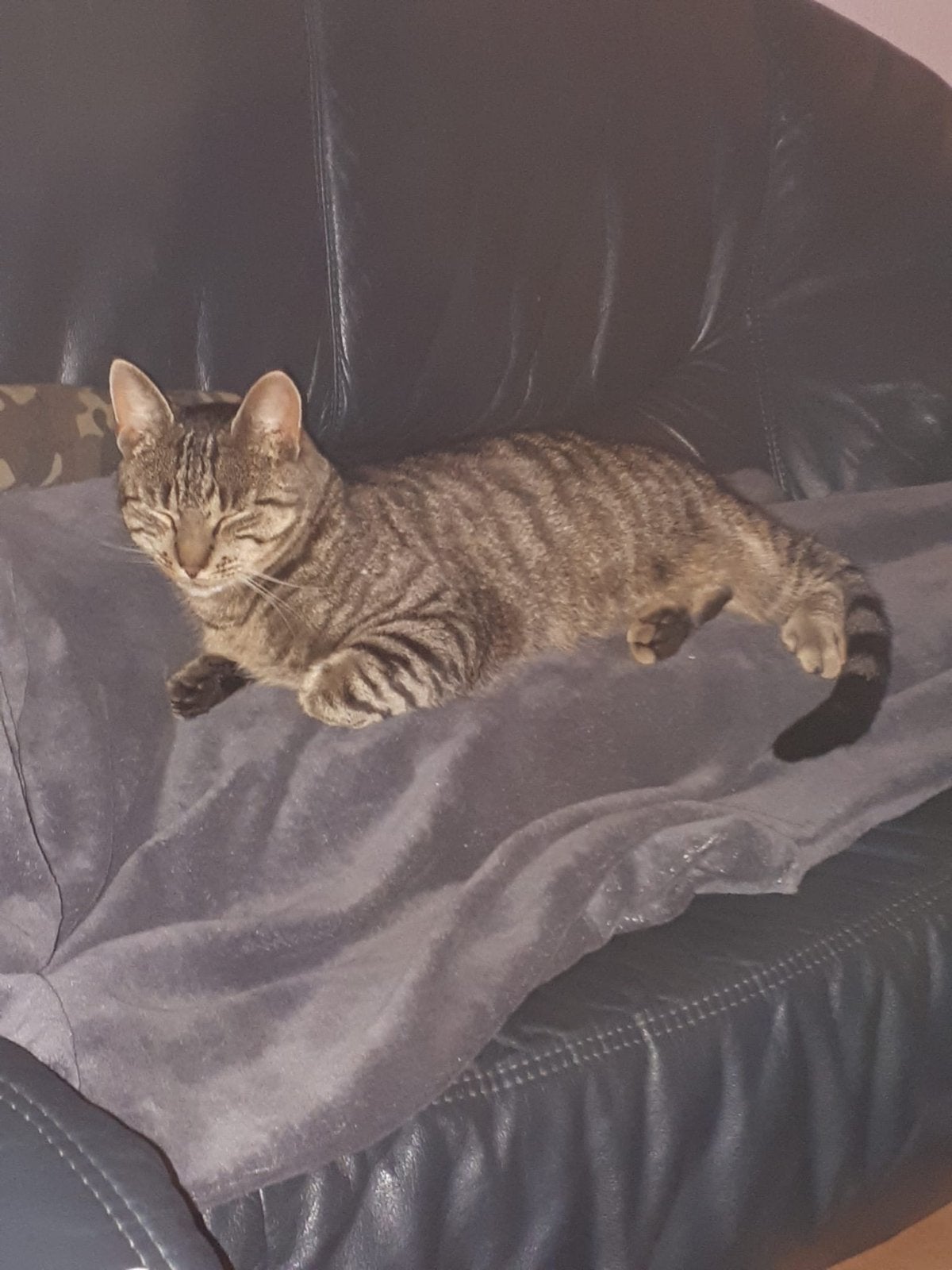 Kat-Spike, Dieren en Toebehoren, Kater