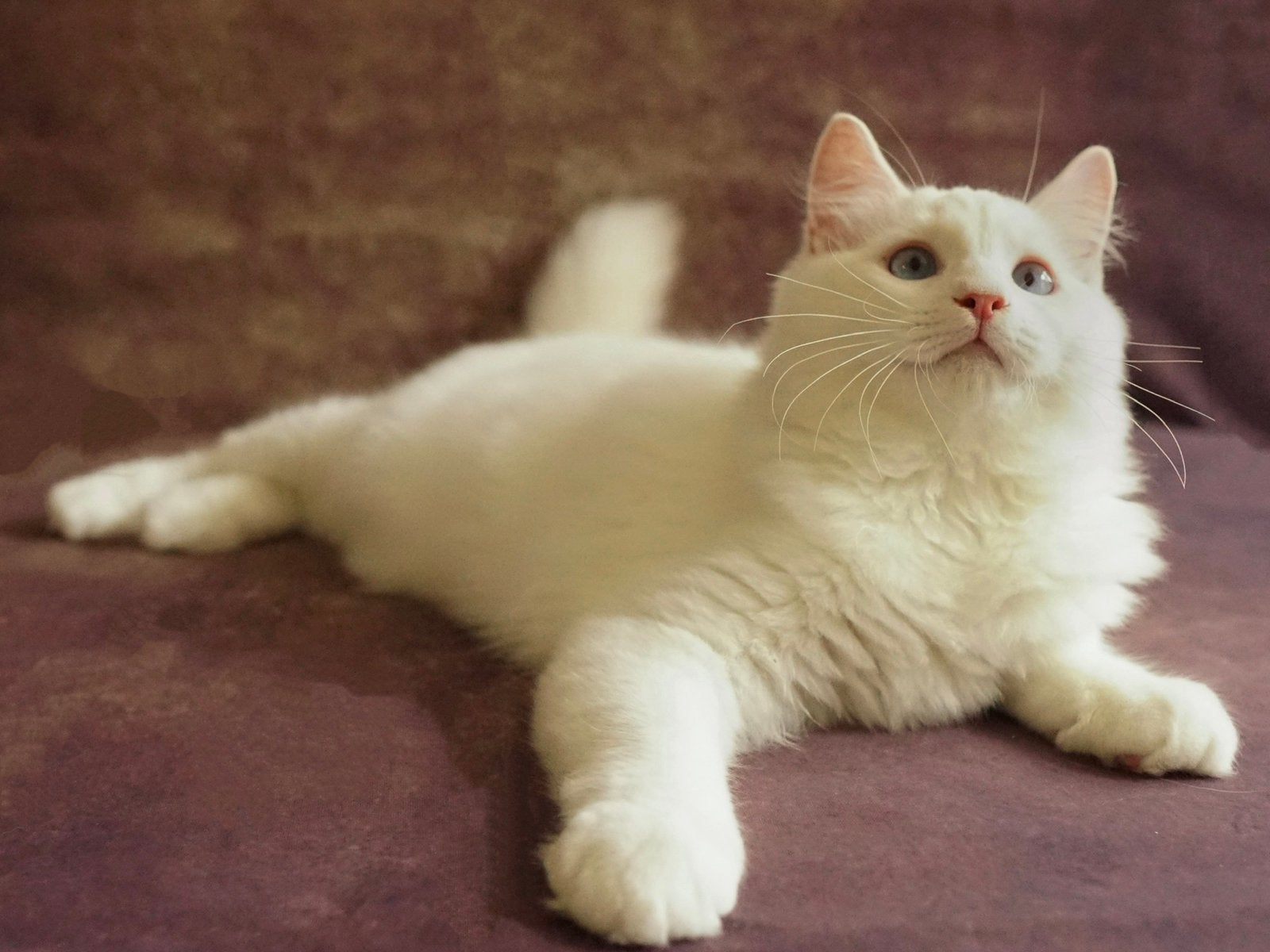 Mooie en unieke ragdoll kitten katertje 2 vaccinaties, Kater, Gechipt, 0 tot 2 jaar