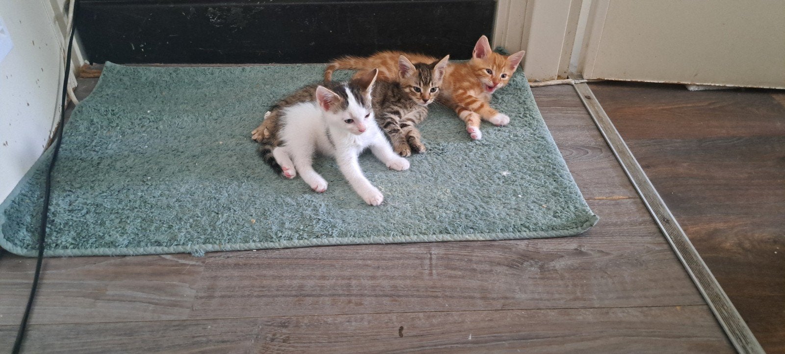 Kittens tekoop geboren 13 mei Mogen 29 juli weg, Dieren en Toebehoren