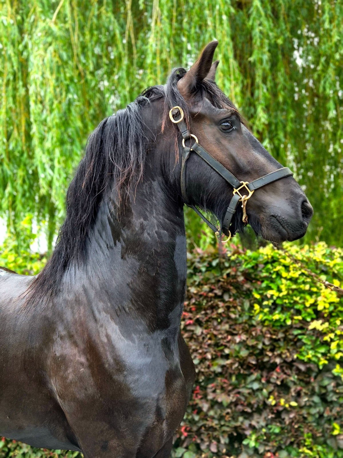 Mooie 2 jarige Frieze hengst te koop, Dieren en Toebehoren, Paarden, Gechipt, 0 tot 2 jaar, Hengst, 160 tot 165 cm