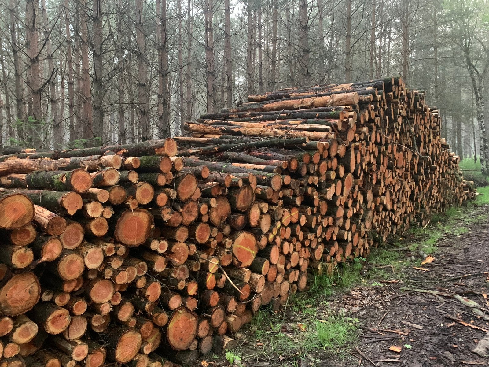 Brandhout stammen Douglas, Tuin en Terras, Haardhout, Minder dan 3 m³, Ophalen of Verzenden
