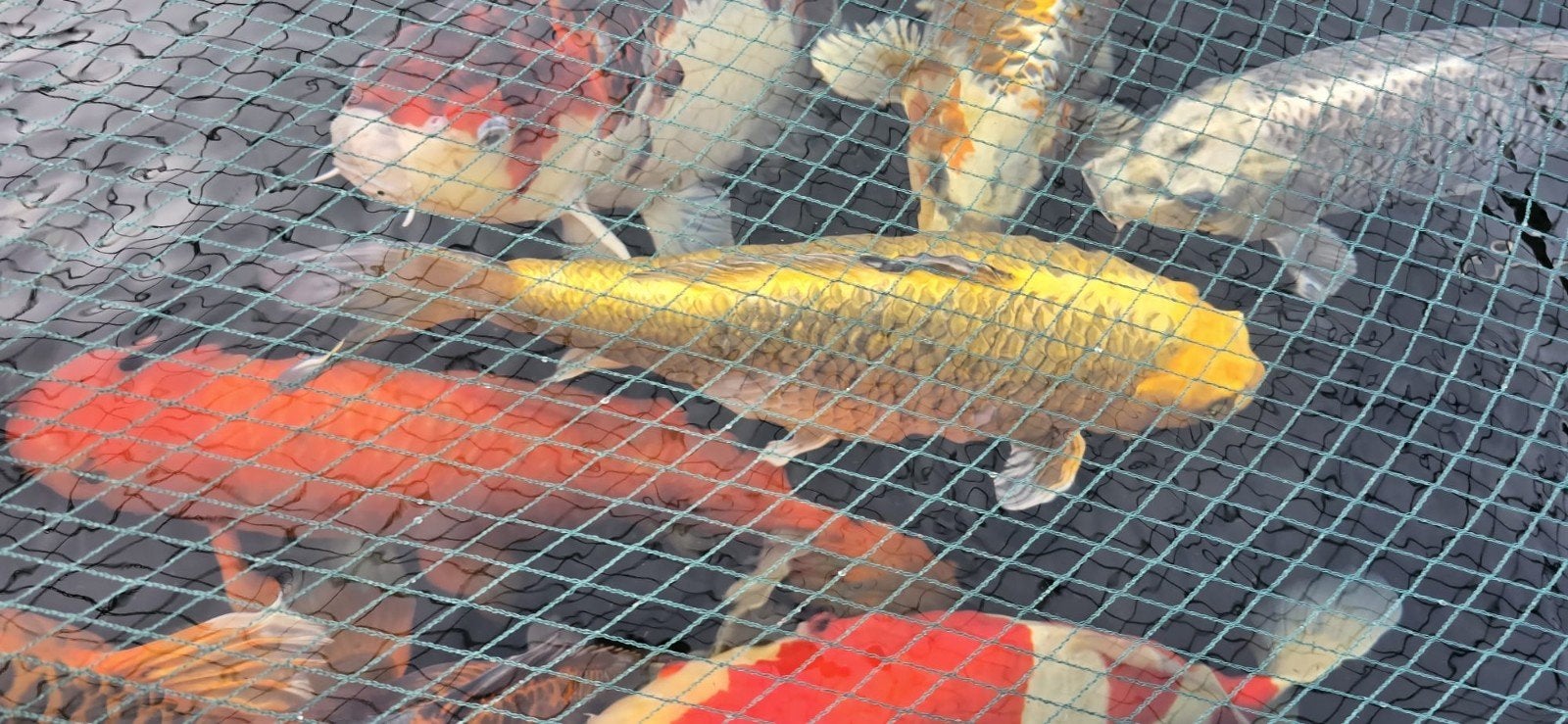 mooie kois, Dieren en Toebehoren, Vissen | Vijvervissen, Karper of Koi