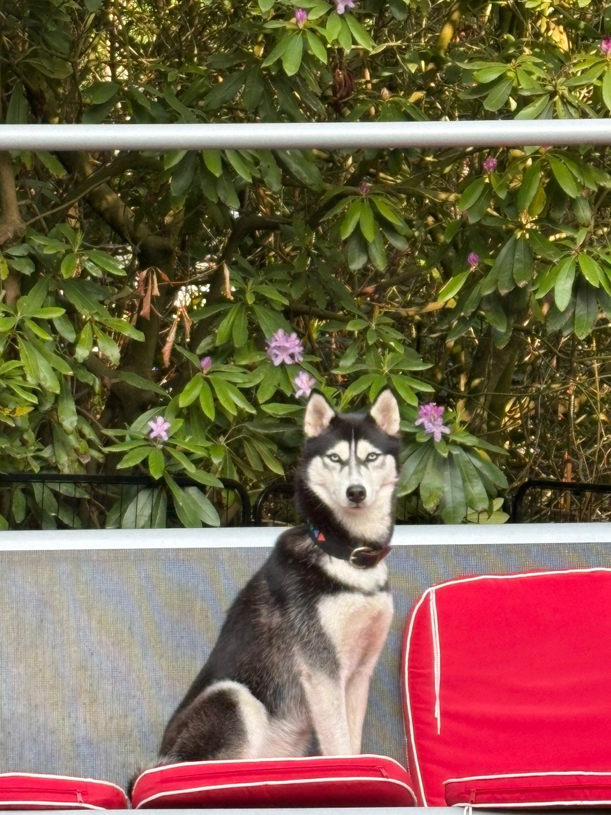 Husky teefje zoekt nieuw thuis, Dieren en Toebehoren, Parvo, België, Particulier, 1 tot 2 jaar