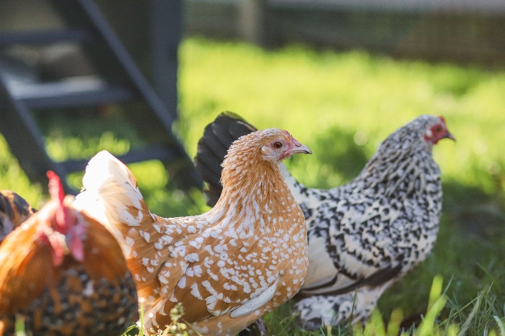 Rustige kleine kriel kippen | Sabelpoot krielkip, Vrouwelijk, Kip