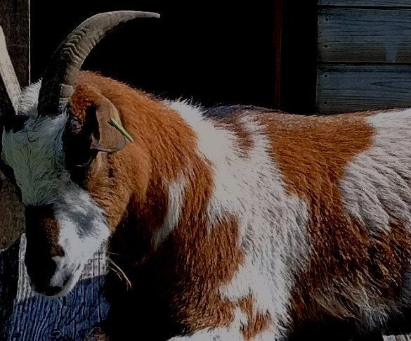 Gezocht 1 vrouwelijke dwerggeit, Dieren en Toebehoren, Vrouwelijk, Geit