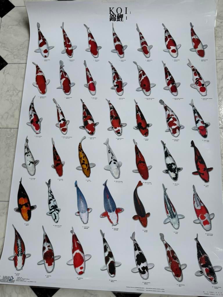 Koi poster. Zo goeds als nieuw, Ophalen of Verzenden, Zo goed als nieuw, A1 t/m A3