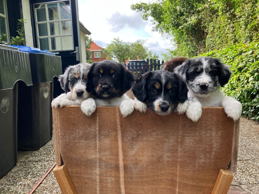 Pups kruising Australian Shepherd & Friese Stabij, Dieren en Toebehoren, Honden | Niet-rashonden, Parvo, 8 tot 15 weken, Meerdere