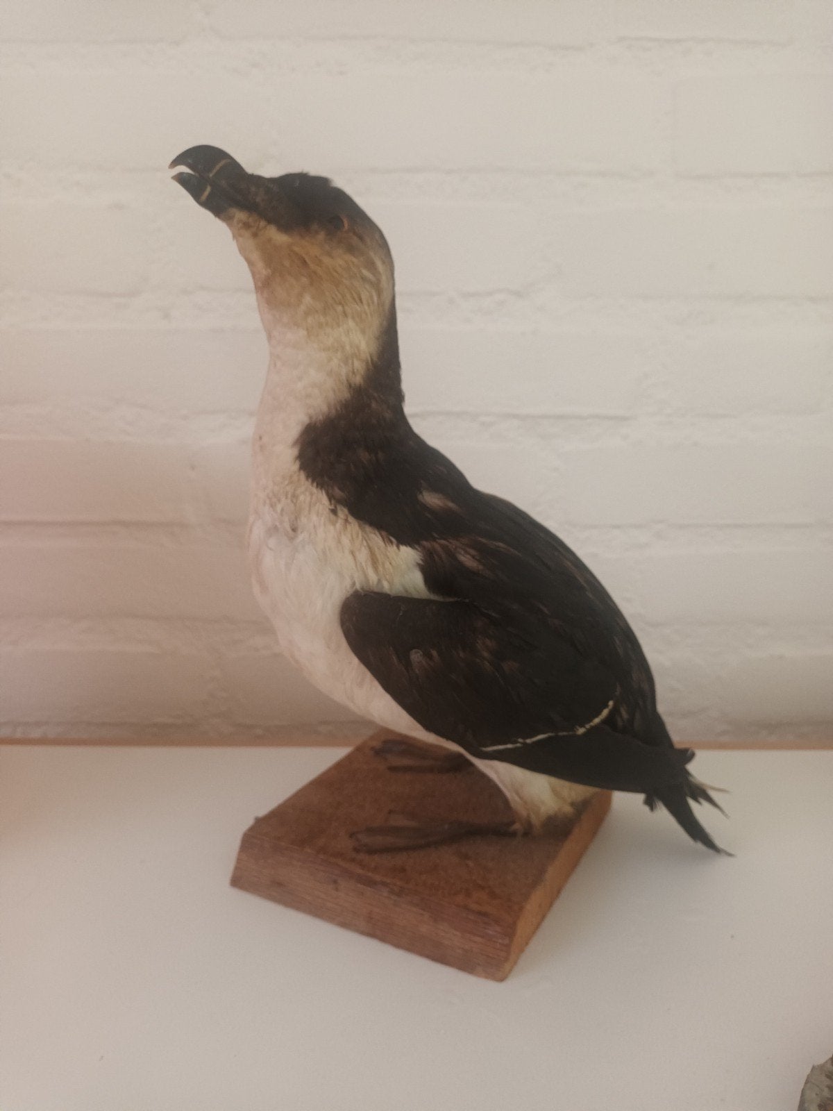 Opgezette Alk - Prachtig exemplaar op houten sokkel, Ophalen of Verzenden, Zo goed als nieuw, Vogel, Opgezet dier