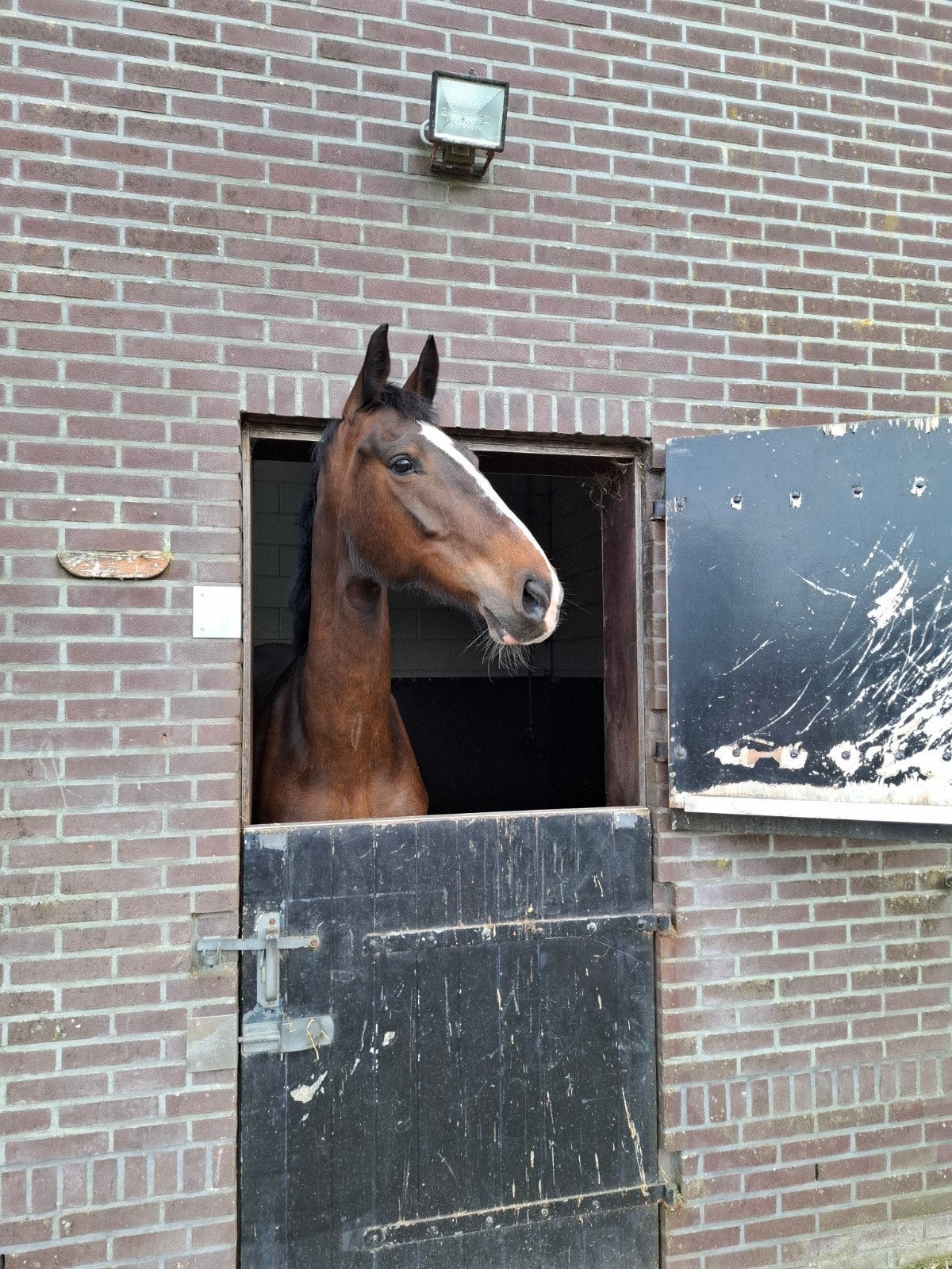 Nirette | 8 jaar | 1.70 m | merrie | interessante afstamming, Dieren en Toebehoren, Paarden, Merrie, Met stamboom, Zadelmak, 7 tot 10 jaar