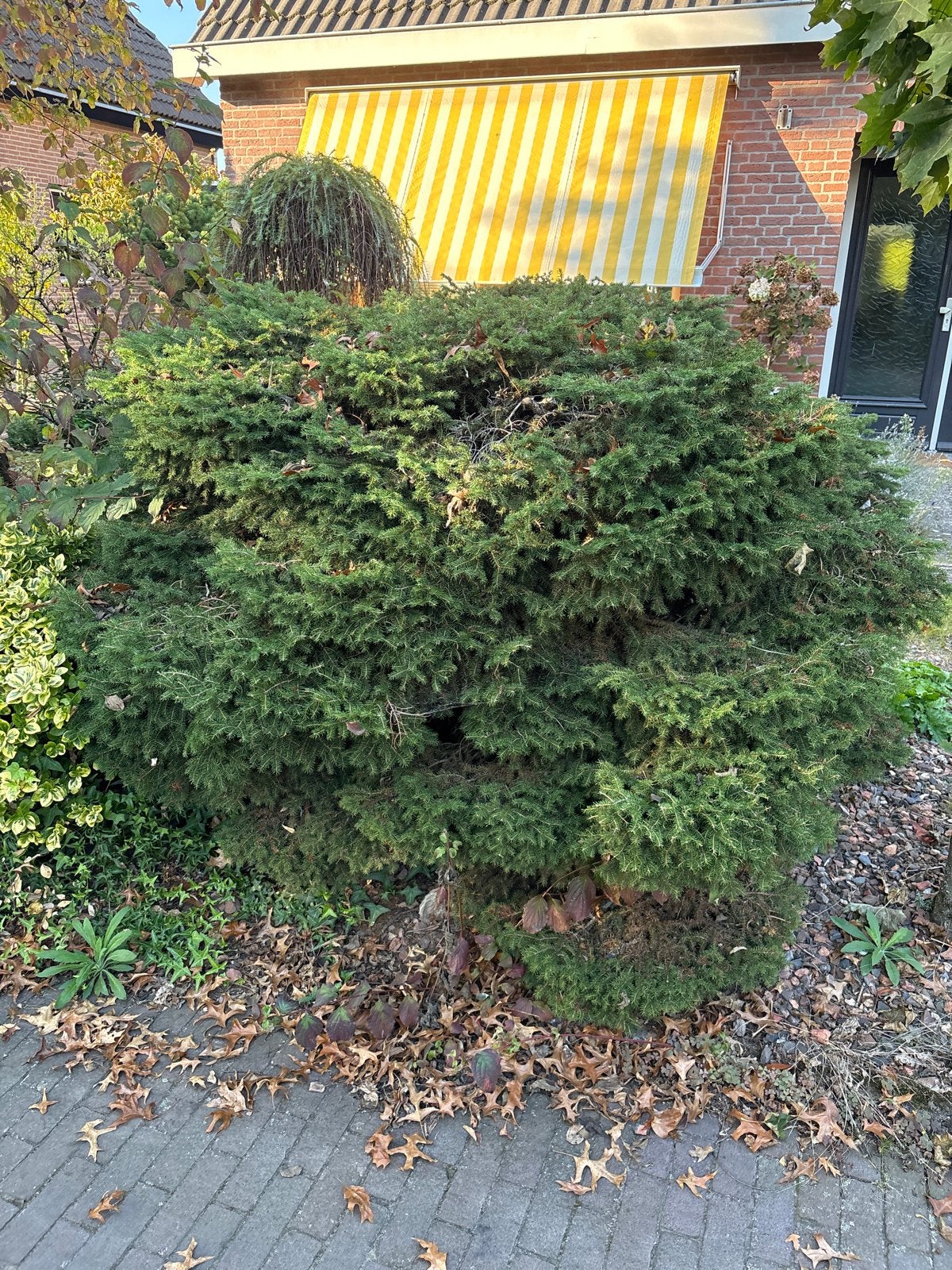 Grote conifeer struik, 1 meter hoog, Tuin en Terras, Ophalen, Conifeer, Struik, 100 tot 250 cm