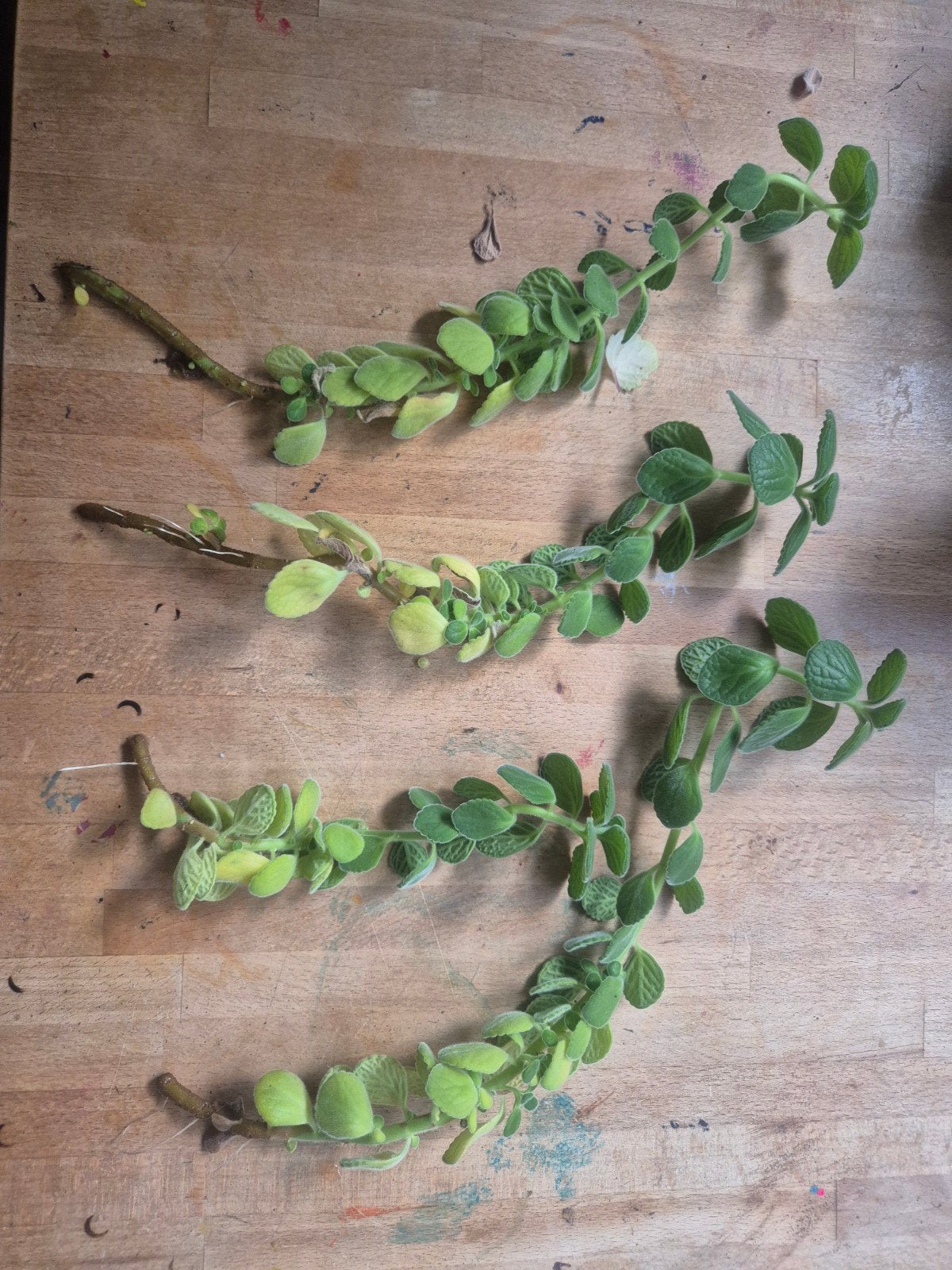 Gewortelde stekjes van een vicks plantje, Ophalen, Halfschaduw, Minder dan 100 cm