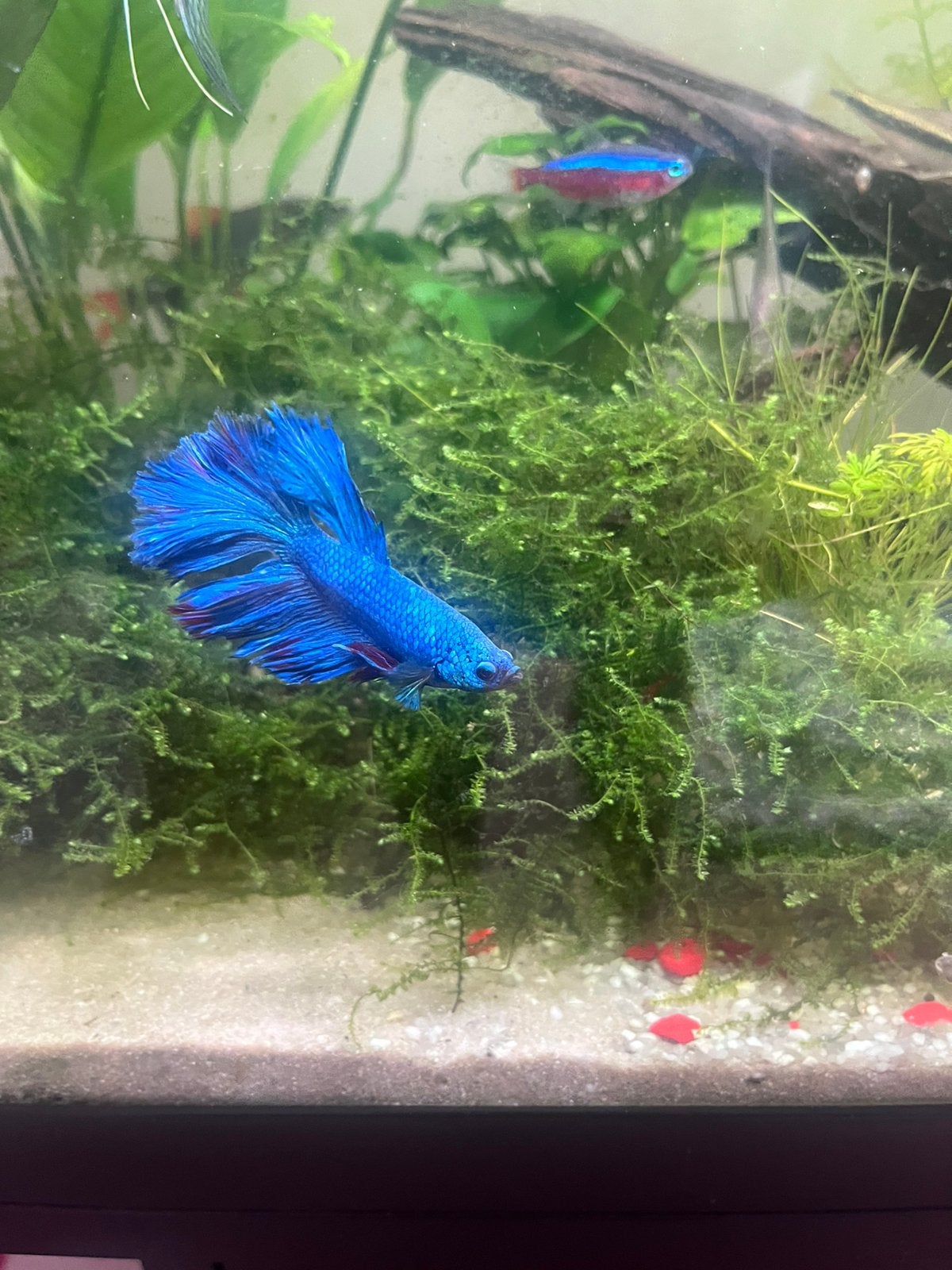 Aquariumvissen, Vis