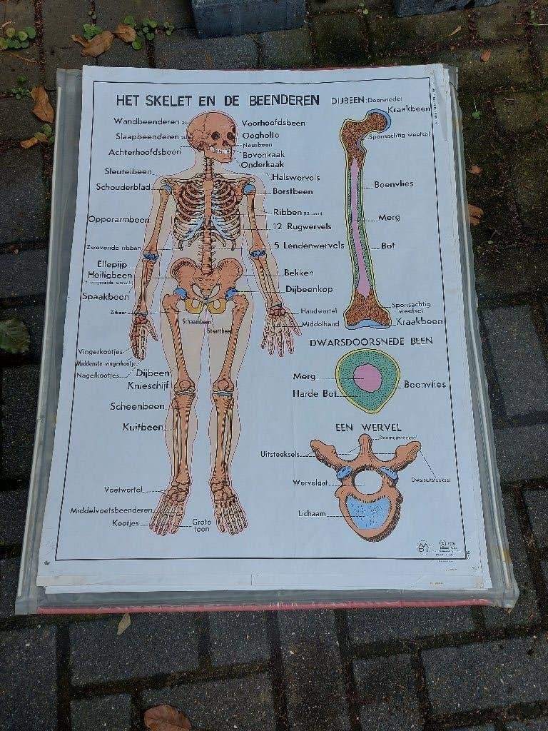 Dubbelzijdige medische schoolplaten, Ophalen of Verzenden, Natuur en Biologie