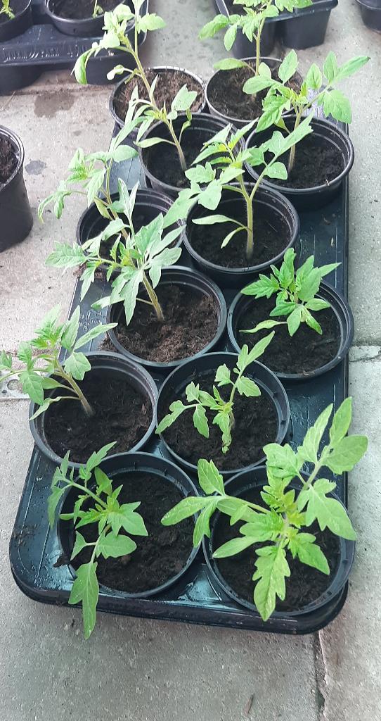 Tomatenplantjes, Tuin en Terras, Ophalen, Eenjarig, Overige soorten, Volle zon