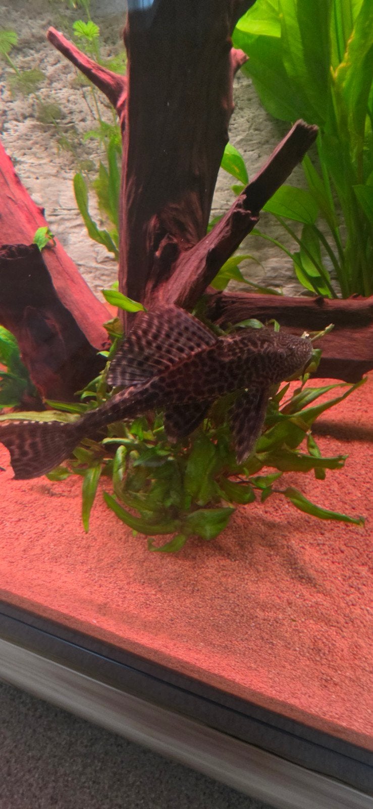 Pleco, Dieren en Toebehoren, Vissen | Aquariumvissen, Vis