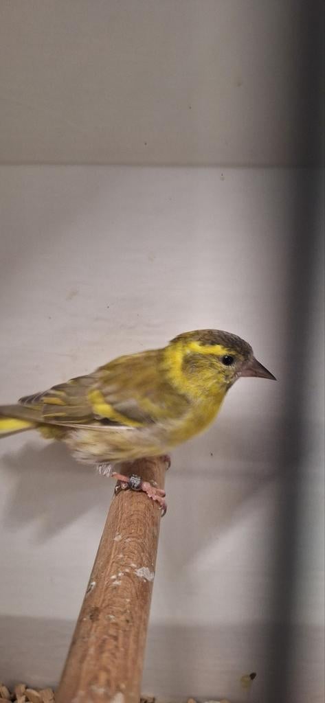 Mooi 1--2 isabel Europese sijsjes correct geringd 2025 onver, Dieren en Toebehoren, Vogels | Overige Vogels, Meerdere dieren, Wildzangvogel