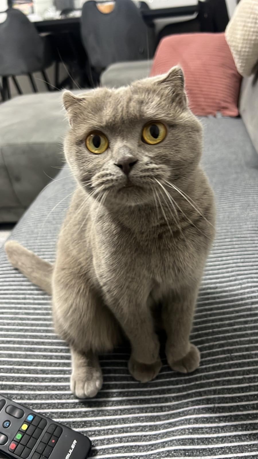 Britse korthaar kat 4 jaar oud., Poes
