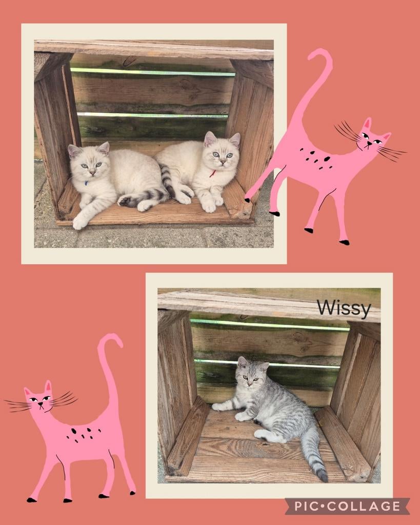 Britse korthaar kittens 💙💙🩷 met stamboom, Kater, Met stamboom, 0 tot 2 jaar