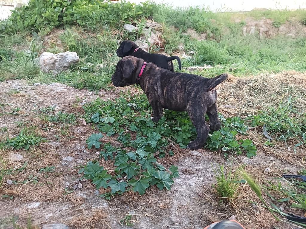 Top Gun Presa Canario heeft niuewe pups!, Dieren en Toebehoren, Particulier, Overige rassen, 8 tot 15 weken, Buitenland