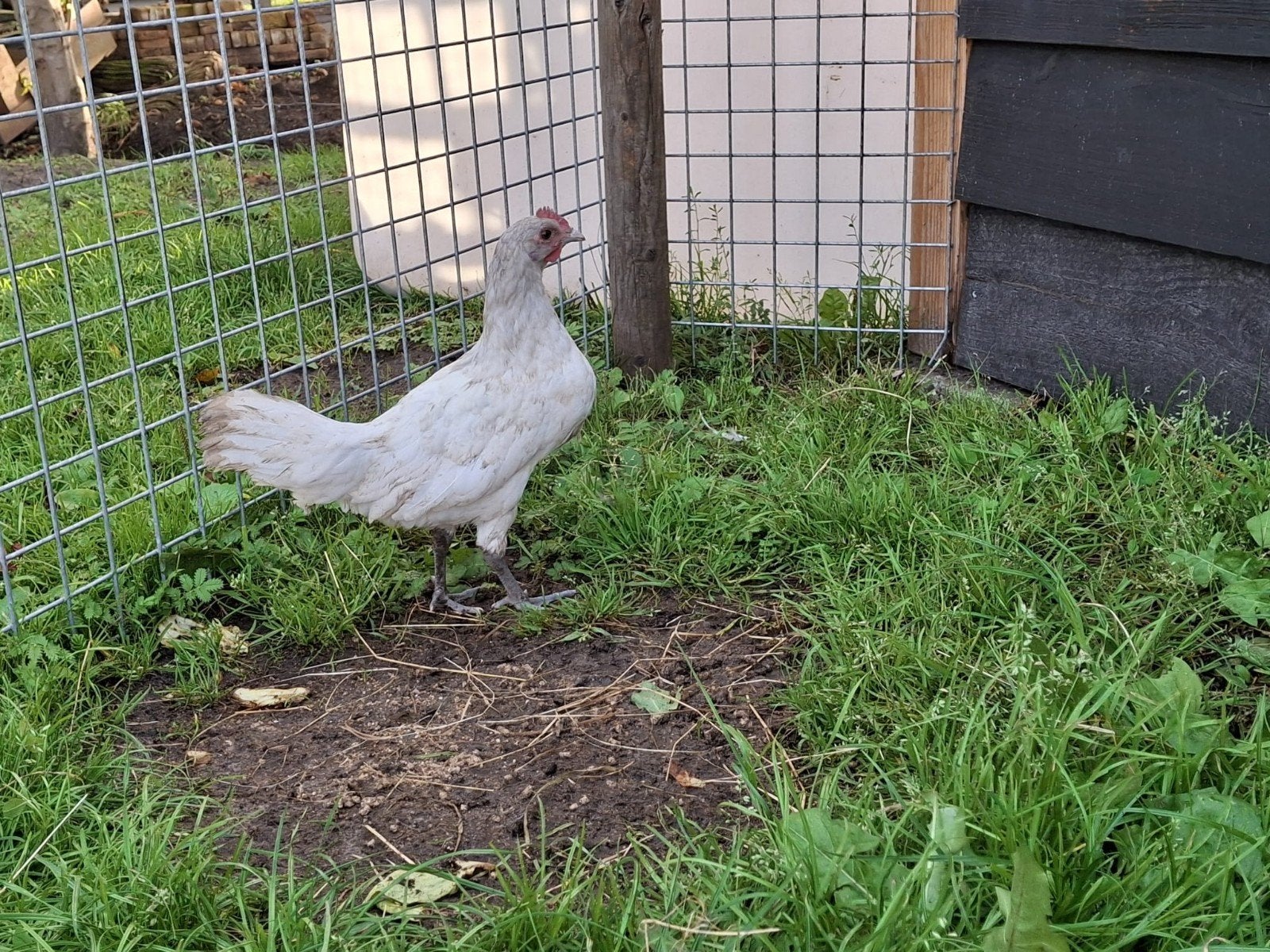 2 lakenvelder hanen, Dieren en Toebehoren, Mannelijk, Kip